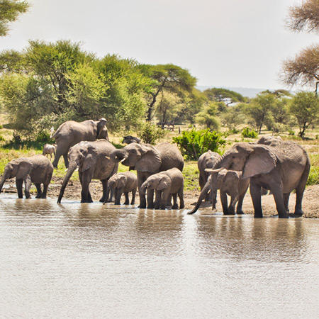 /images/destination/2-drive-to-tarangire-national-park.jpg