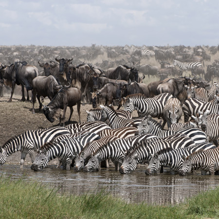 /images/destination/3-Journey-to-serengeti-national-park.jpg