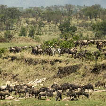 /images/destination/Isebania-serengeti-5.jpg