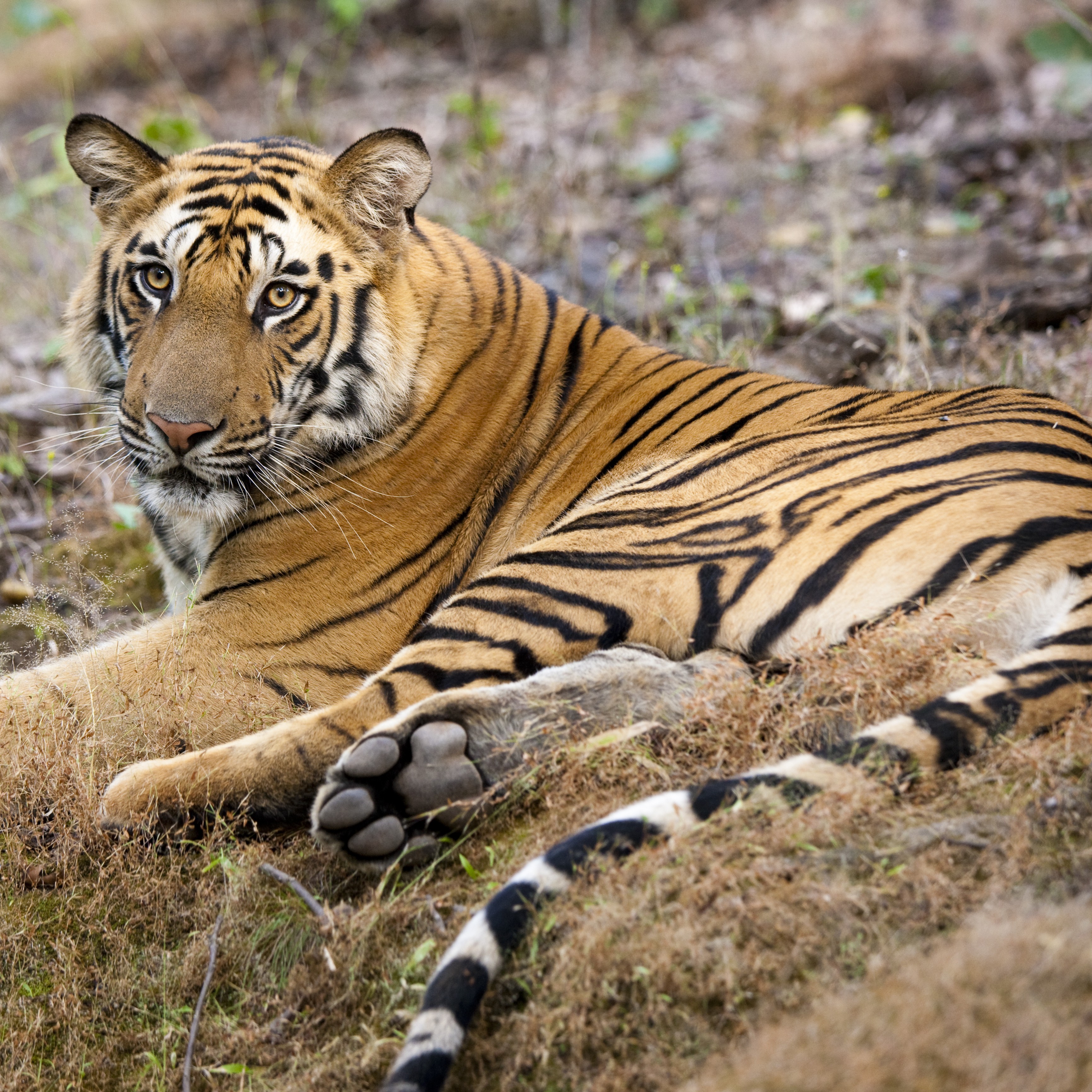 /images/destination/an-adult-tiger-in-bandhavgarh-national-park-.jpg