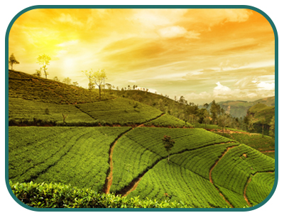 /images/destination/day-11-royal-t-kerala_1.jpg