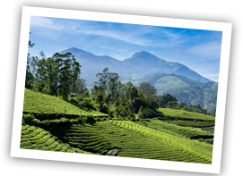 /images/destination/day-5_munnar_1.png