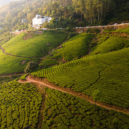 /images/destination/day-6_munnar-sightseeing_1.jpg