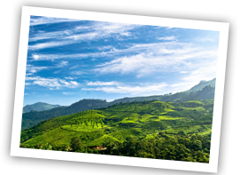 /images/destination/day-8_munnar_sigeeing_1.png