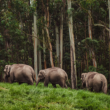 /images/destination/day-9-munnar-thekkady_1.jpg