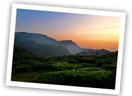 /images/destination/day-9-munnar-thekkady_1.png
