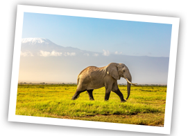 /images/destination/day2-amboseli-national-park_1.png