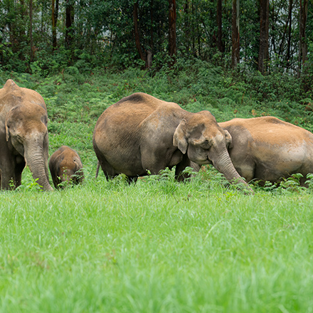 /images/destination/day3-cochin-periyar_1.jpg