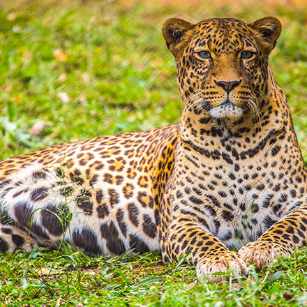 /images/destination/day4-cochin-wildlife-sanctuary_1.jpg