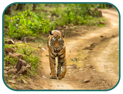 /images/destination/day5-ranthambore_tiger-xs5_1.jpg