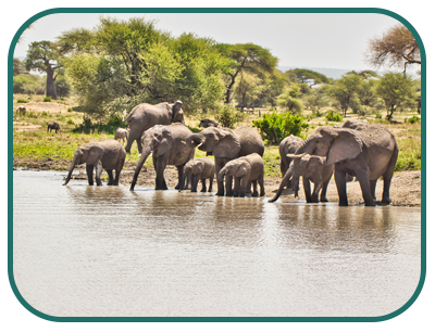 /images/destination/day_2-lake_manyara-serena_sm_1.png