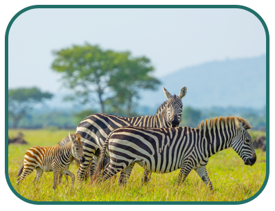 /images/destination/day_4-serengeti_fullday_sm_1.png