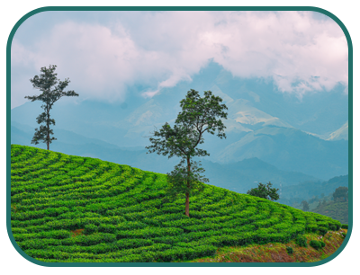 /images/destination/day_7-wayanad-wd-sm_1.png