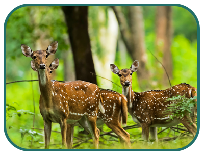 /images/destination/day_9-mudumalai-national-park-sm_1.png