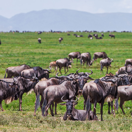 /images/destination/drive-to-serengeti-national-park-6.jpg