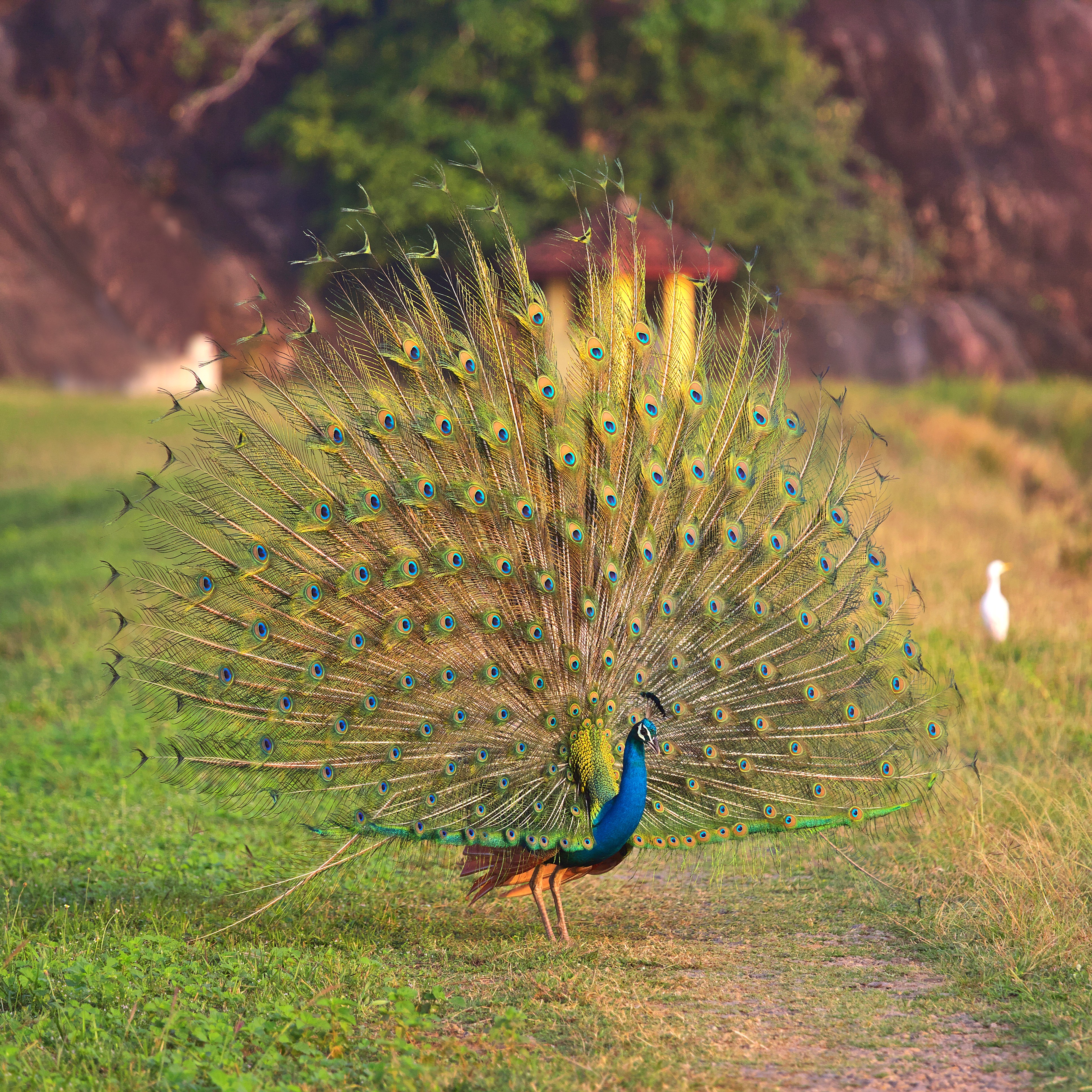 /images/destination/elegant-peacock-displays-its-feathers-in-a-field-2026-03-17-00-31-12-utc.jpg