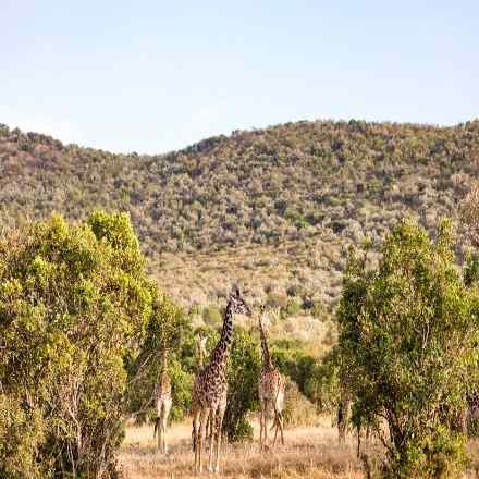 /images/destination/giraffe-wild-wildlife-animals-hoofed-mammal-talles-2026-03-10-03-11-57-utc.jpeg