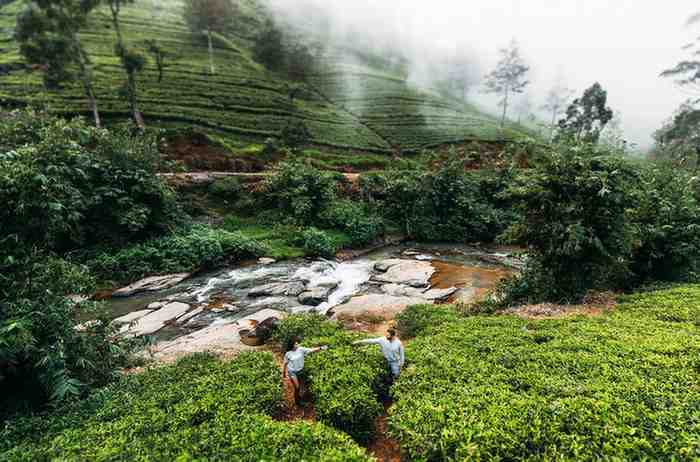 /images/destination/green-tea-plantations-in-the-mountains-guy-and-gi-2026-01-06-10-54-05-utc-(1).jpg