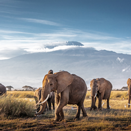 /images/destination/kenya-mombasa-dreams–safari-iti-1.jpg