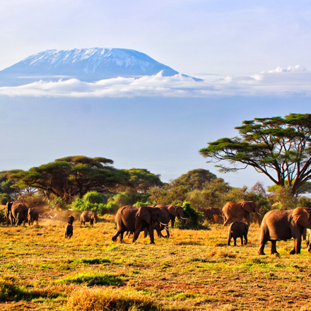 /images/destination/kenya-mombasa-dreams–safari-iti-2.jpg