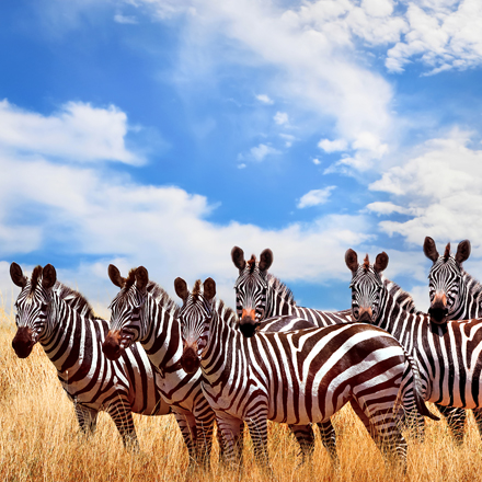 /images/destination/kenya-mombasa-dreams–safari-iti-4.jpg