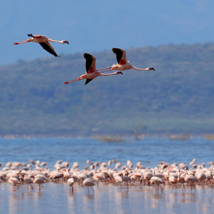 /images/destination/kenya-mombasa-iti-2.jpg