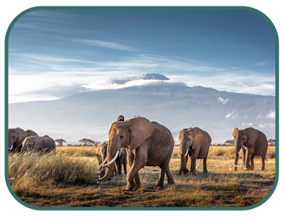 /images/destination/kenya-safari-mombasa-iti-1.png