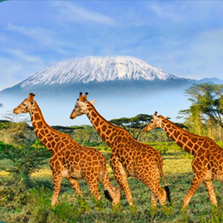 /images/destination/kenya-safari-zanzibar-escape-iti-1.jpg