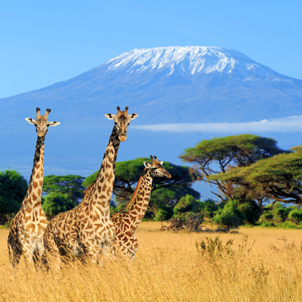 /images/destination/kenya-safari-zanzibar-escape-iti-3.jpg