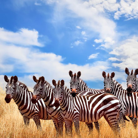 /images/destination/kenya-safari-zanzibar-escape-iti-4.jpg
