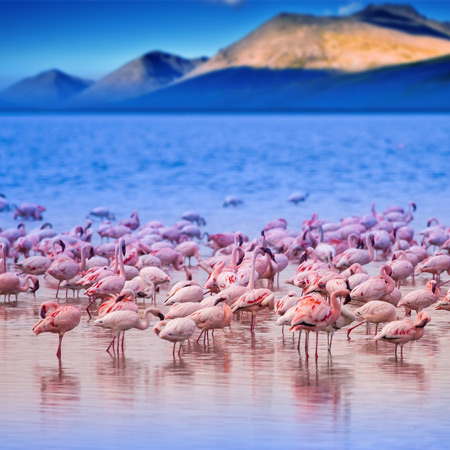 /images/destination/nairobi-lake-elementaita-2.jpg