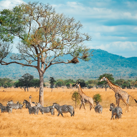 /images/destination/pilanesberg-national-park-03_1.jpg