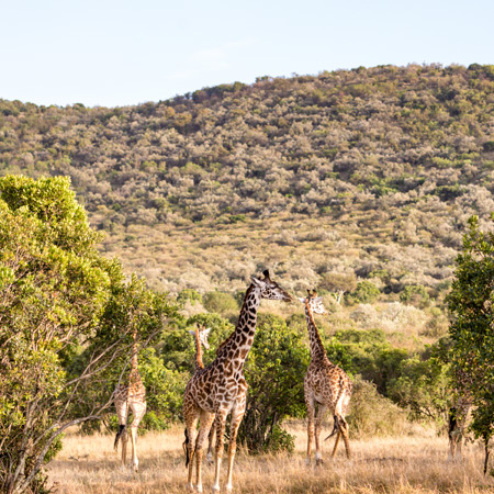/images/destination/pilanesberg-national-park_1.jpg