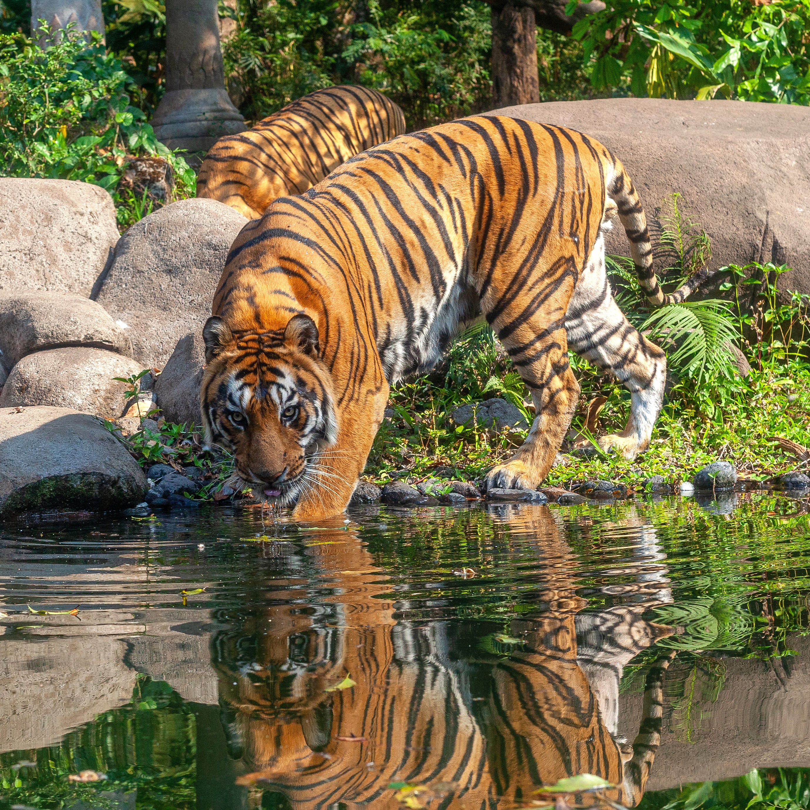 /images/destination/sumatran-panthera-tigris-drink-water-2026-01-07-02-13-02-utc.jpg