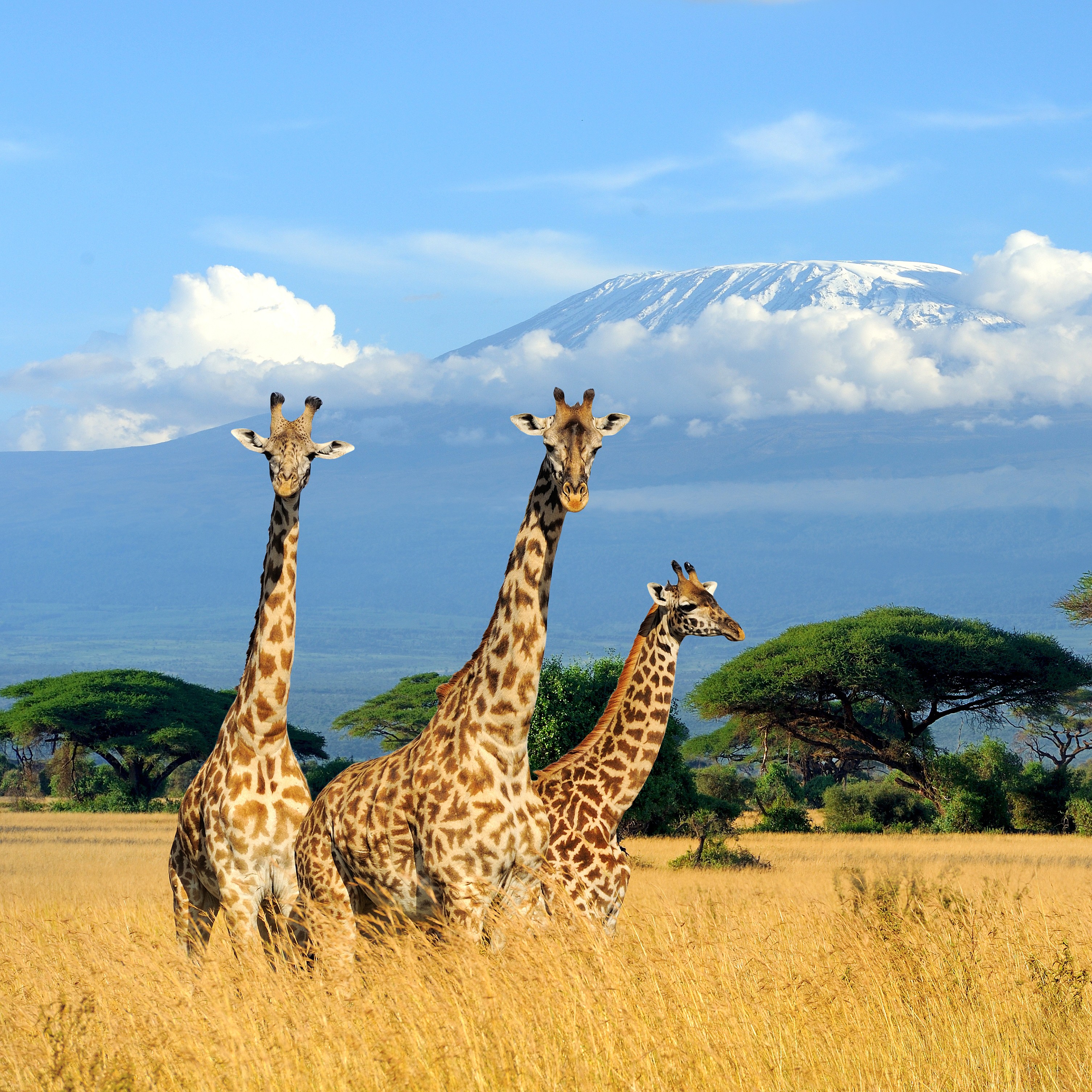 /images/destination/three-giraffe-on-kilimanjaro-mount-background-in-n-2026-03-24-21-38-11-utc.jpg