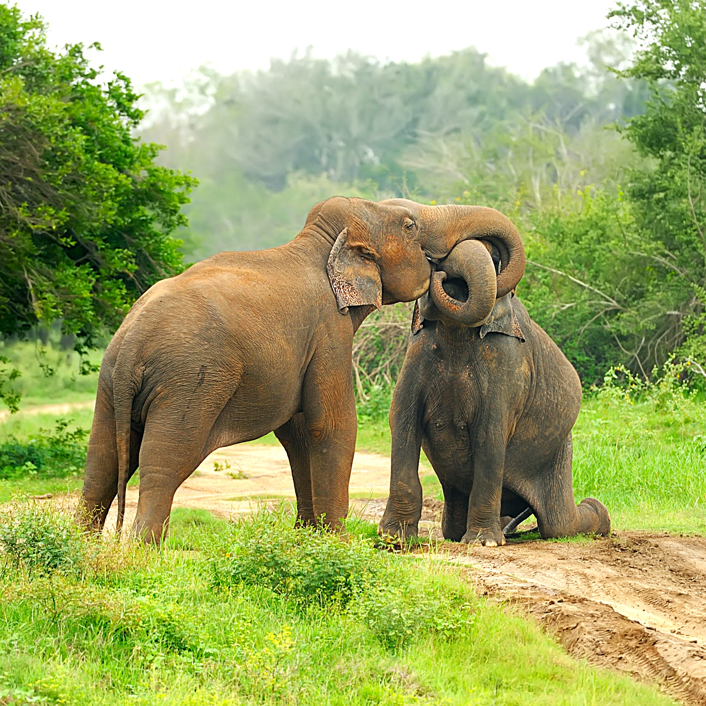 /images/destination/two-elephants-playfully-interacting-in-a-green-fie-2026-03-24-21-38-44-utc.jpg