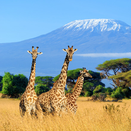 /images/destination/ultimate-kenya-safari-adventure-iti-1_1.jpg