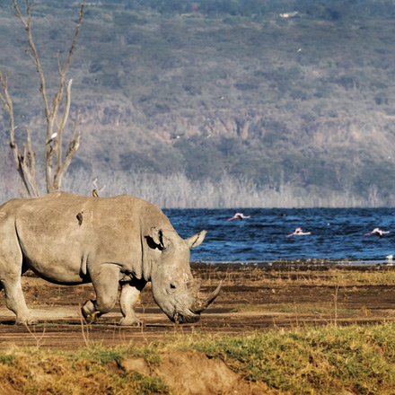 /images/destination/ultimate-kenya-safari-adventure-iti-3.jpg