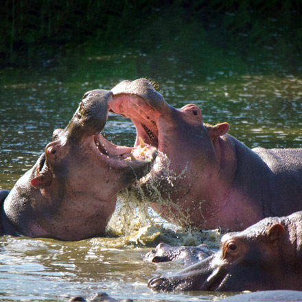 /images/destination/ultimate-kenya-safari-adventure-iti-6.jpg