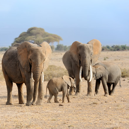 /images/destination/ultimate-kenya-safari-adventure-iti-7-new.jpg