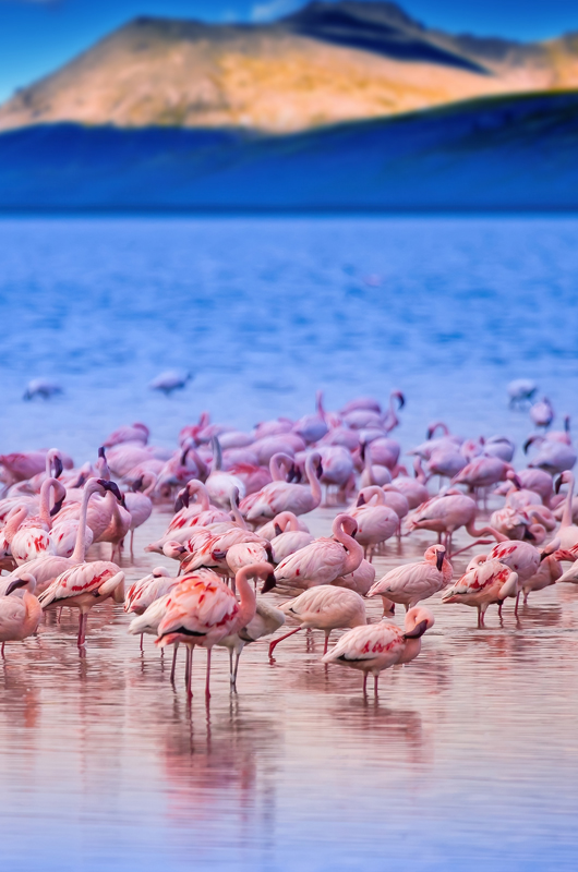 LAKE NAKURU