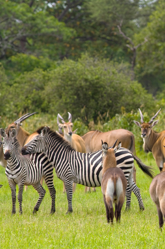 LAKE MANYARA NATIONAL PARK