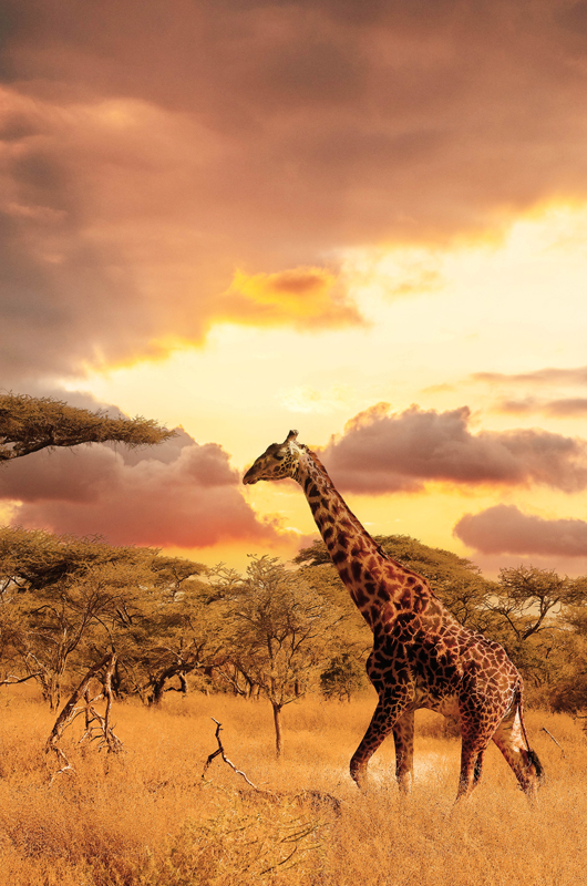 SERENGETI NATIONAL PARK